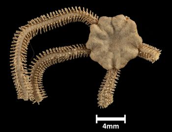 Media type: image;   Invertebrate Zoology OPH-4938 Description: Top down view of single ophiuroid specimen with a scale bar.;  Aspect: dorsal